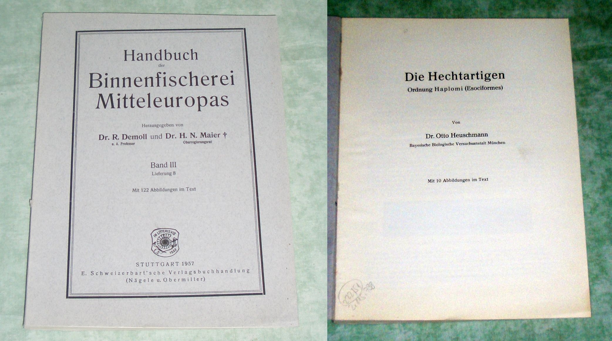 Hechtartigen