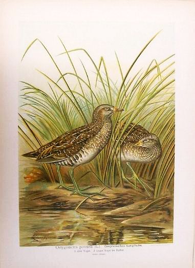 Lithogr. Sumpfhuhn
