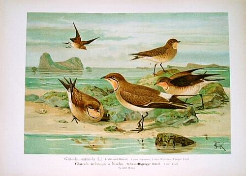 Lithogr. Halsband-Giarol